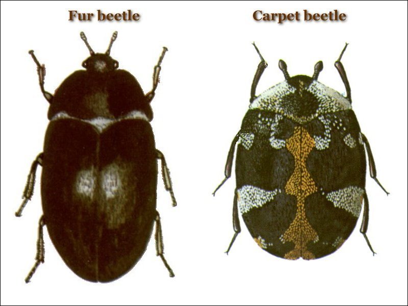common carpet beetle. the Black Carpet beetle