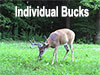 How to Find, Follow, and Pattern Big Bucks