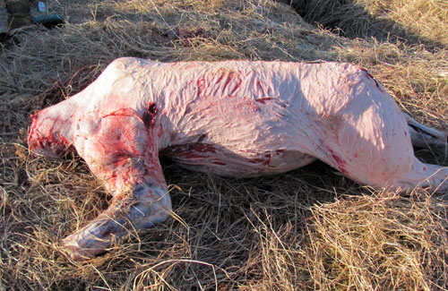 skinned out brown bear