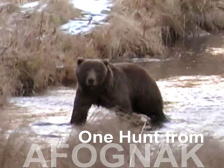 Bowhunting Afognak Island Brown Bears