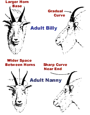 Identifying Goat Sex and Horn Size