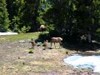 These elk came right to the spot where my dogs and I were 15 minutes earlier while I was taking photos of other elk.  Sorry for the shaking footage, this was from my Panasonic FZ35 camera.