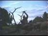 2006 AZ Archery Bull DIY Hunt