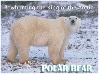 Bowhunting the Polar Bear - Bowsite.com's Bowhunting Feature
